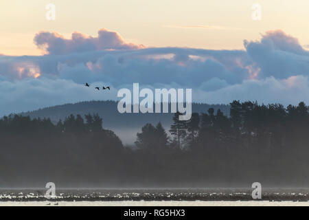 Vier Gänse über das Loch der Skene, die Oberfläche von denen wimmelt von Gänsen Vorbereitung auf der Suche nach einer Nahrung fliegen zu lassen. Stockfoto