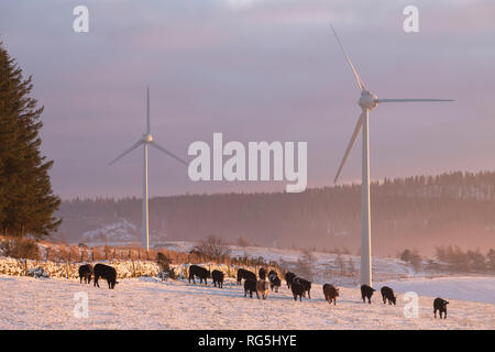 Windenergieanlagen und Vieh in den späten Nachmittag Sonne in einer verschneiten Aberdeenshire Landschaft Stockfoto