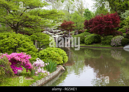 65021-03603 Brücke im japanischen Garten im Frühjahr, MO Botanische Gärten, St. Louis, MO Stockfoto