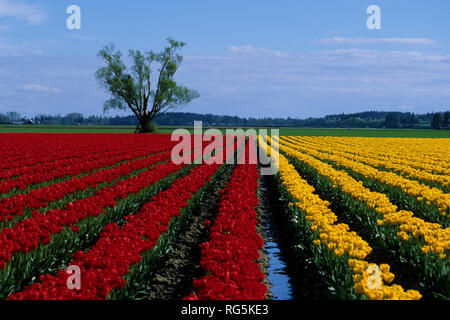 67221-00704 Lone Tree und rote und gelbe Tulpen im Feld Skagit Valley WA Stockfoto