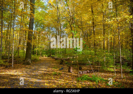 Ein Spaziergang durch den Wald im Herbst präsentiert Laub und schöne Herbst Farbe. Hohe Bäume und Pflanzen umgeben den Wanderweg. Stockfoto