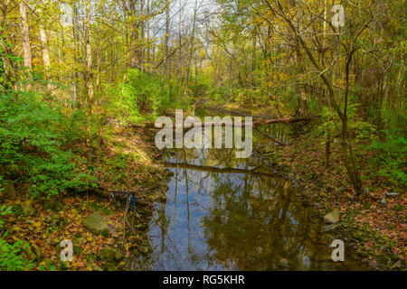 Ein Baum in einen Bach gefallen. Seine Reflexion schimmert im Wasser unter. Hohe Bäume mit Herbst Laub umgeben. Laub umgeben. Stockfoto