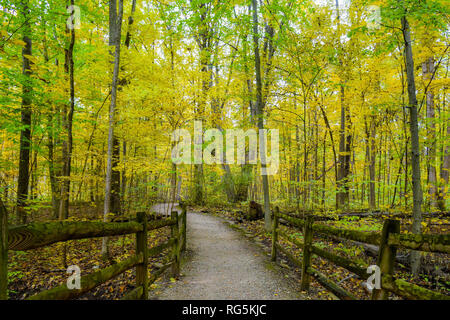 Eine Wanderung durch den Wald. Holz- fechten Linien der Wicklung Trail. Hohe Bäume und Laub umgeben den Trail. Schöne Farben im Überfluss. Stockfoto