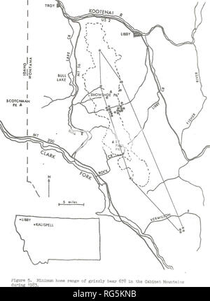 . Kabinett Berge grizzly Bär Studie. Wildlife Management; Grizzly Bär. 23. Bitte beachten Sie, dass diese Bilder sind von der gescannten Seite Bilder, die digital für die Lesbarkeit verbessert haben mögen - Färbung und Aussehen dieser Abbildungen können nicht perfekt dem Original ähneln. extrahiert. Kasworm, Wayne, 1954; Montana. Abteilung der Fische, Tierwelt, und Parks. [Helena, Mont]: Die Abt. Stockfoto