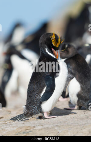 Macaroni penguin eudyptes chrysolophus stehend auf Felsen federn Putzen mit rockhopper Pinguine Saunders island Falkland Inseln Stockfoto