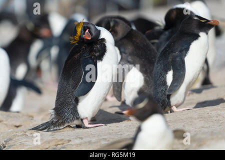 Macaroni penguin eudyptes chrysolophus stehend auf Felsen federn Putzen mit rockhopper Pinguine Saunders island Falkland Inseln Stockfoto