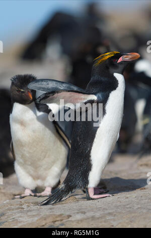 Macaroni penguin eudyptes chrysolophus stehend auf Felsen stretching Hals mit rockhopper Pinguine Saunders island Falkland Inseln Stockfoto