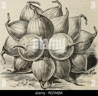 . Der Bauernhof jährliche Burpee austauschen. Baumschulen Pennsylvania Philadelphia Kataloge Kataloge; Blumen; Gemüse; Samen Kataloge Kataloge; W. Atlee Burpee Folgendes unternehmen; Baumschulen; Blumen; Gemüse; Samen. Riesige ROTE ROCCA Zwiebel. Riesige ROCCA, von Neapel. Ein Bekannter va-riety, der sehr milden, zarten Geschmack, Größe, Hand - einige, kugelförmige Form und Licht, rötlich-braunen Haut. Es ist wertvoll sowohl für Herbst und Frühjahr aussäen. In dieser unmittelbaren Nähe riesige Rocca Zwiebeln sind gewachsen, eine und eine halbe bis eine und drei Viertel Pfund jedes, aus unserem Samen, der in die Feder zu wiegen. Pro Pck. 5 cts.; oz Stockfoto