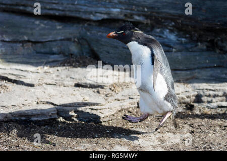 Rockhopper penguin eudyptes chrysocome Seite springen über Felsen Saunders island Falkland Inseln Stockfoto