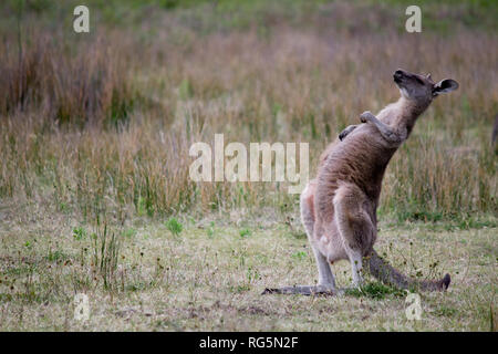 Weibliche Eastern Grey Kangaroo (Marcopus giganteus) Stockfoto