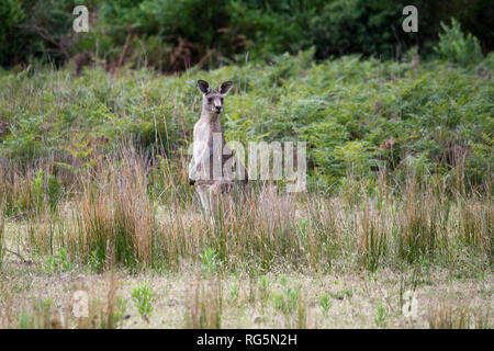 Weibliche Eastern Grey Kangaroo (Marcopus giganteus) Stockfoto