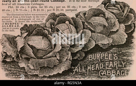 . Der Bauernhof jährliche Burpee austauschen. Baumschulen Pennsylvania Philadelphia Kataloge Kataloge; Blumen; Gemüse; Samen Kataloge Kataloge; W. Atlee Burpee Folgendes unternehmen; Baumschulen; Blumen; Gemüse; Samen. Der frühe Kohl Allhead Burpee austauschen. Der Allhead Burpee austauschen ist das früheste aller großen Kohl, und ist voll ein Drittel größer als jede andere Anfang Sommer Kohl. Das tiefe, flache Böden sind bemerkenswert solide, und die einheitlich in der Farbe, Form und Größe der frühe Sorte im Anbau. Wie Zärtlichkeit, das Ergebnis des schnellen Wachstums ist, es übertrifft alle anderen in dieser Hinsicht. Die Staats- und Regierungschefs wachsen so kompakt und sind Stockfoto