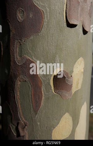 Spotted Gum Tree (Eucalyptus maculata/Corymbia maculata) Amtsleitung, Victoria, Australien Stockfoto