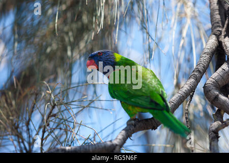 Rainbow Lorikeet (trichoglossus Moluccanus) im Baum Fütterung Stockfoto
