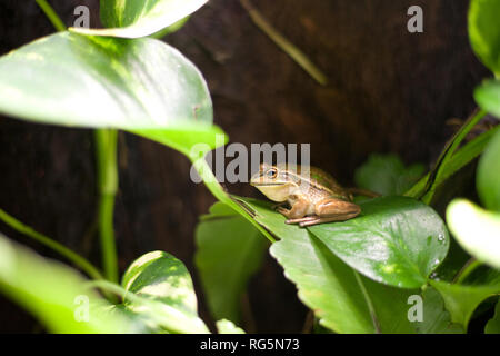 Grün-Laubfrosch (Litoria Caerulea) Stockfoto
