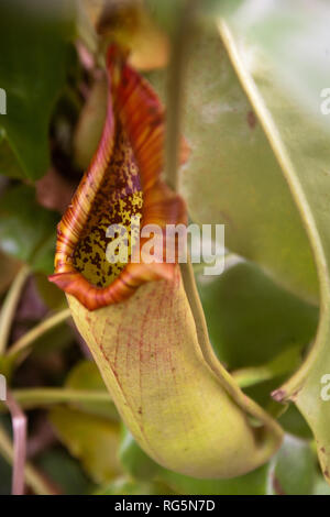 Gemeinsame Trompete Kannenpflanze (S. purpurea) Stockfoto