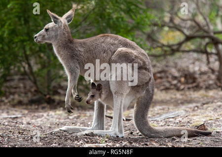 Weibliche Eastern Grey Kangaroo (Marcopus giganteus) mit Joey im Beutel Stockfoto