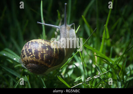 Gemeinsamen Garten Schnecke (Cantareus asperses) auf Gras Stockfoto