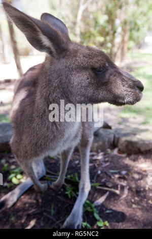 In der Nähe der weiblichen Eastern Grey Kangaroo (Marcopus giganteus) Stockfoto