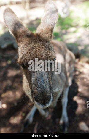 In der Nähe der weiblichen Eastern Grey Kangaroo (Marcopus giganteus) Stockfoto