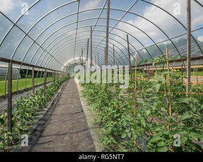 Innenraum eines Hoop Haus mit Tomaten und Paprika Pflanzen an einem sonnigen Tag gefüllt. Stockfoto