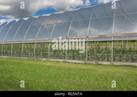 Blick durch die offene Seite eines großen hoophouse mit einer geordneten Reihen von Pfeffer und Tomaten Pflanzen gefüllt Stockfoto