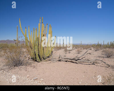 Eine staubige Wüste Szene mit ein großes Organ Pipe Cactus (Stenocereus thurberi) Neben einem gefallenen Baum vor dem Hintergrund von Saguaro im südlichen Arizona Stockfoto