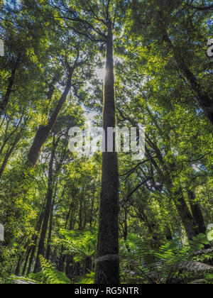Tawa Bäume, whirinaki Forest Park, Te Urewera, North Island, Neuseeland Stockfoto