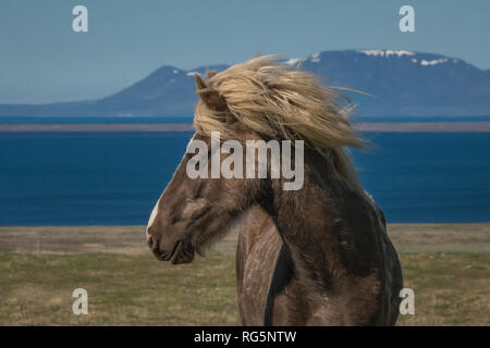 Profil Portrait eines einsamen Weißen und Braunen Islandpferd, seine blonde Mähne weht im Wind mit Wasser und Berge im Hintergrund Stockfoto