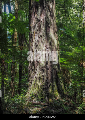 Rimu Baumstamm, Rinde Flocken mit gelben Flechten, Ulva Island, Rakiura ...