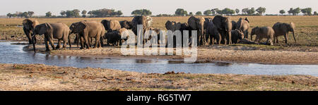 Familien der Afrikanischen Elefanten (Loxodonta africana) sammelt sie in Bwabwata National Park das Wasser zu genießen. Stockfoto