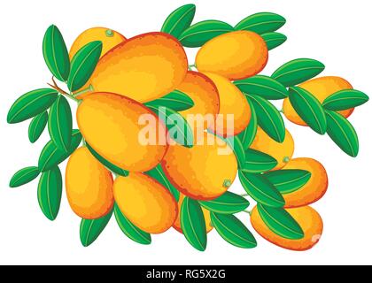 Exotische Früchte kumquat mit grünen Blättern. Frisches Obst Cartoon Stil. Flache Vector Illustration auf weißem Hintergrund. Kumquat Zweig. Stock Vektor