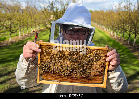 Imker steuert Honig Bienen, Waben, Bienenstock, Obstbau, Imker kontrolliert Honigbienen, Honigwabe, Bienenstock, Obstanbau Stockfoto