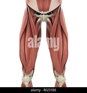 Oberschenkel Muskeln Anatomie Stockfoto