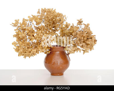In der Nähe von trockenen Hortensie Blumen in einer Vase, isoliert auf weißem Hintergrund. Stockfoto