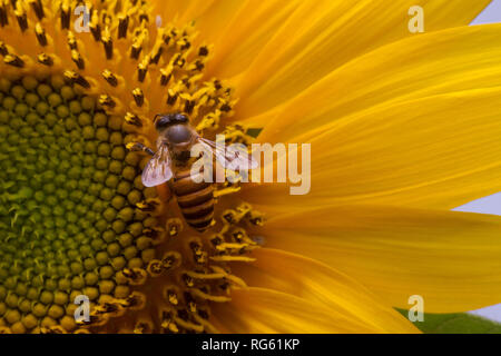 Honigbiene bestäubt eine Sonnenblume, Indonesien Stockfoto