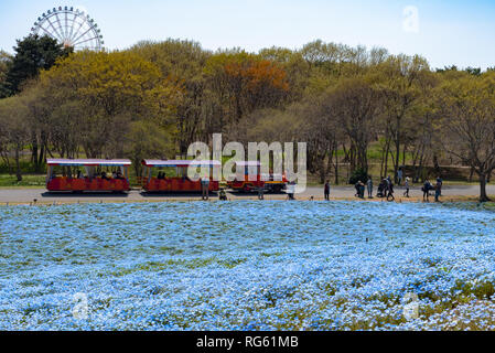 Nemophila (Baby blaue Augen Blumen) Blüte Feld, blaue Blume Teppich Stockfoto