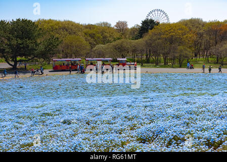 Nemophila (Baby blaue Augen Blumen) Blüte Feld, blaue Blume Teppich Stockfoto