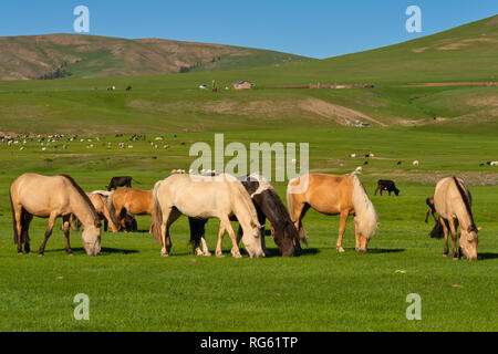 Pferde grasen in Orkhon Tal, Ovorkhangai Kharkhorin, Provinz, Mongolei Stockfoto