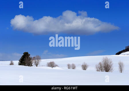 Verschneite Winterlandschaft, Biei, Hokkaido, Japan Stockfoto