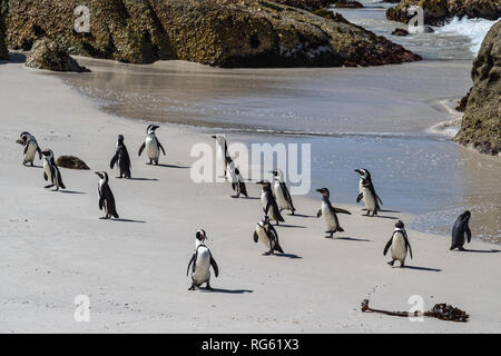 Afrikanische Pinguine am Boulders Beach, Western Cape, Südafrika Stockfoto