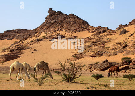 Drei Kamele und Pferde grasen in der Wüste, Saudi-Arabien Stockfoto