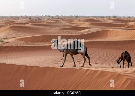 Zwei Kamele in der Wüste, Riad, Saudi-Arabien Stockfoto