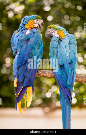 Zwei Papageien auf einem Zweig, Japan Stockfoto