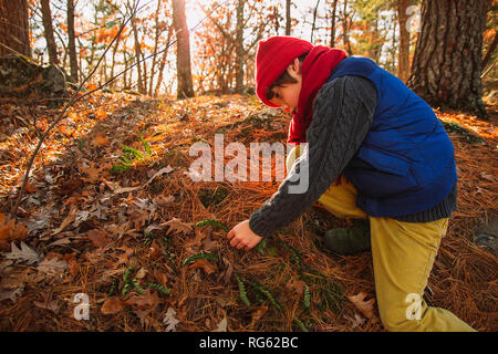 Junge an Farn Pflanzen im Wald wachsenden suchen, United States Stockfoto