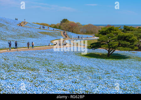 Nemophila (Baby blaue Augen Blumen) Blüte Feld, blaue Blume Teppich Stockfoto