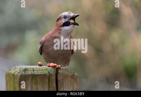 Europäische Eichelhäher Garrulus glandarius auf einem hölzernen Pfosten mit der Mutter in den Schnabel Stockfoto