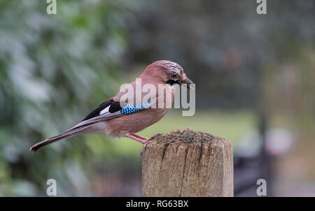 Europäische Eichelhäher Garrulus glandarius auf einem hölzernen Pfosten mit der Mutter in den Schnabel Stockfoto