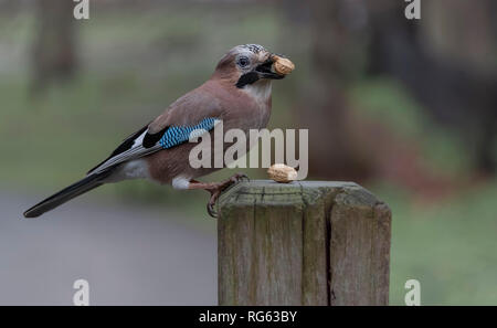 Europäische Eichelhäher Garrulus glandarius auf einem hölzernen Pfosten mit der Mutter in den Schnabel Stockfoto