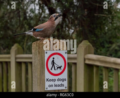 Europäische Eichelhäher Garrulus glandarius auf einem hölzernen Pfosten mit einem Warnzeichen unter Angabe Hunde halten für Leads Stockfoto